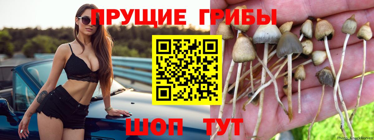 Галлюциногенные грибы мицелий  Вход с VPN  Губкин  где можно купить наркотик  Псилоцибиновые грибы Magic Shrooms 